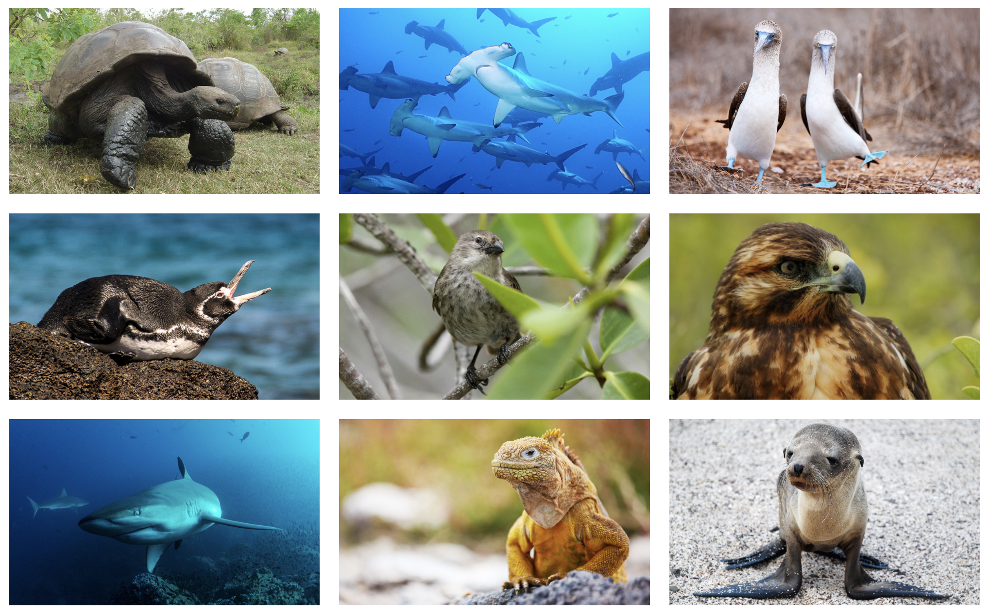 Private Charter in South Pacific Moncada Yachts Charter Moncada Yachts Galapagos Wild Life