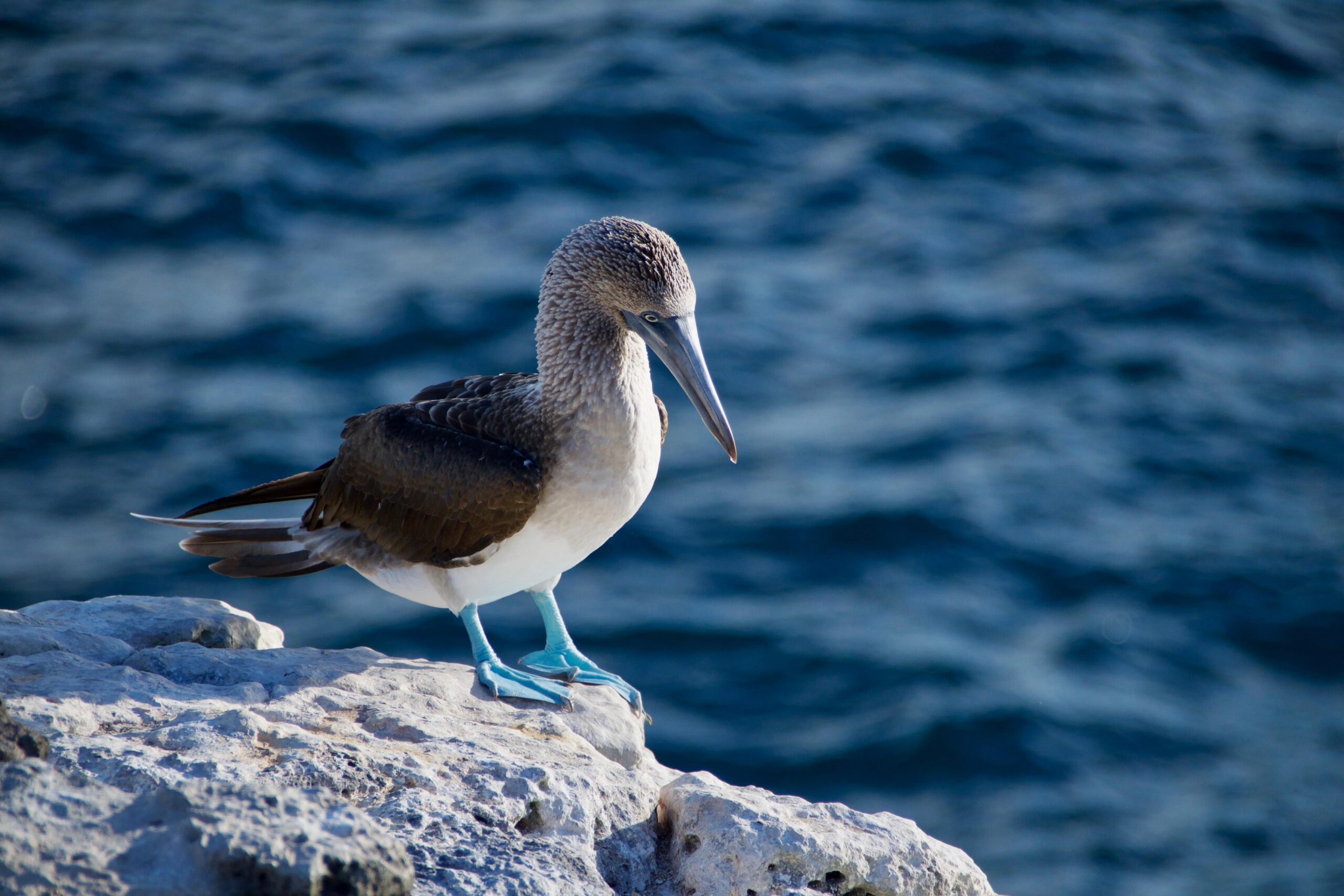 galapagos-wild-life-moncada-yachts Moncada Yachts Wild Life Wild Life in the Galapagos Island