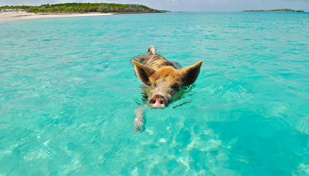 Swimming Pigs Pig swimming in the waters at the Exumas at Big Major Cay.