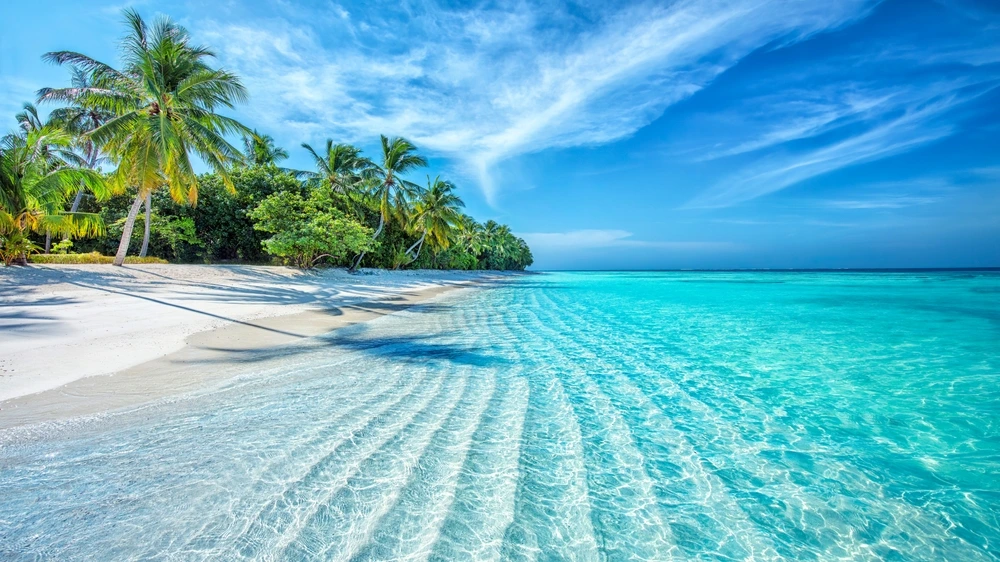 Bright blue waters rolling up to Anguilla's white sand beach with palm trees.