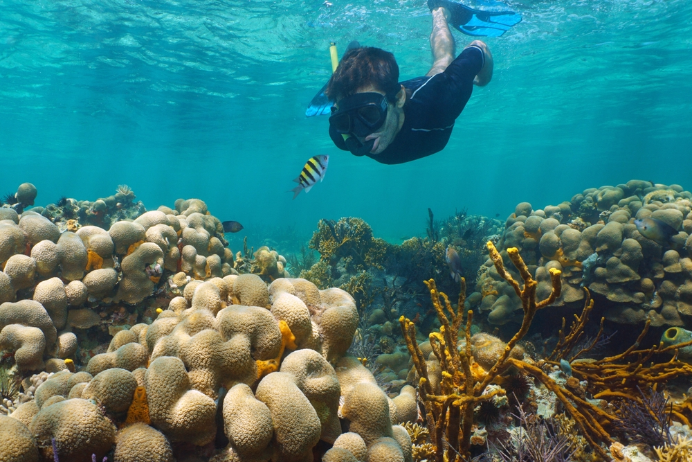 A man scuba diving comes face-to-face with a small yellow and black striped fish.