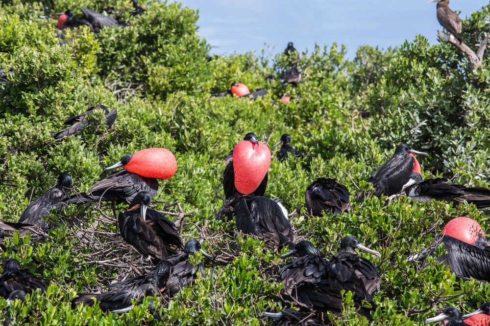 Two Friggate birds are centre with big red crests in green bushes with other friggate birds scattered around.