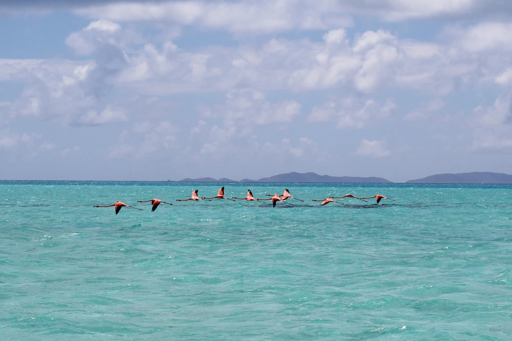 Flamingoes flying over the salt ponds of Anegada.