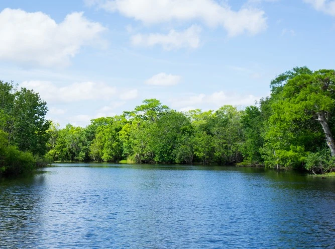 The mangroves of St John Island in the Virgin Islands.