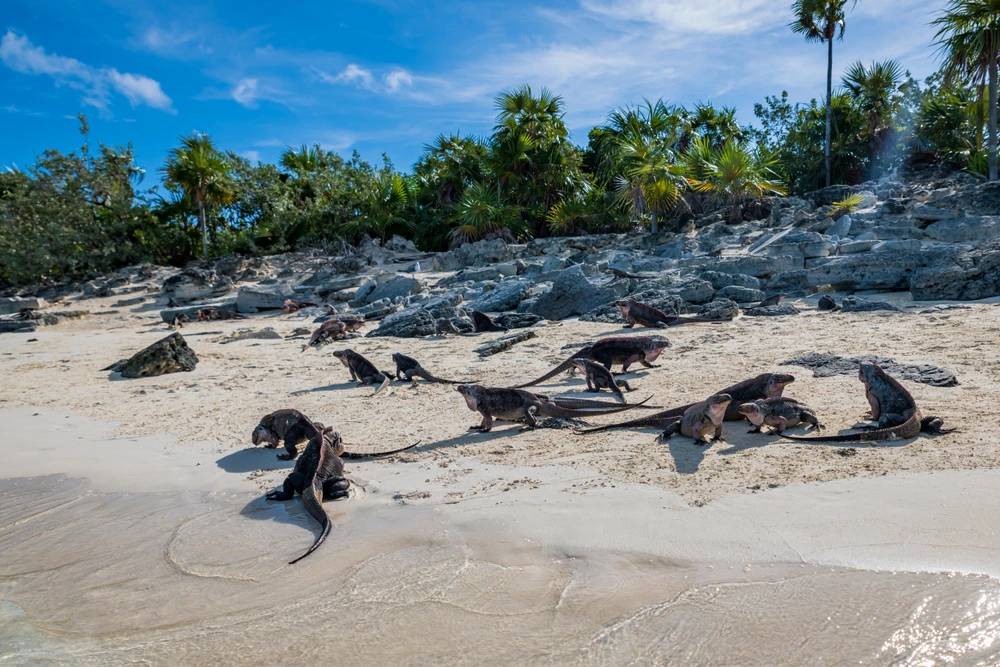 A few rock iguanas on Allen Cay sunbathing on white sands in front of a small rock face covered in green.