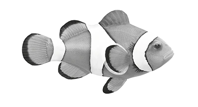 Black and white icon of a clown fish.