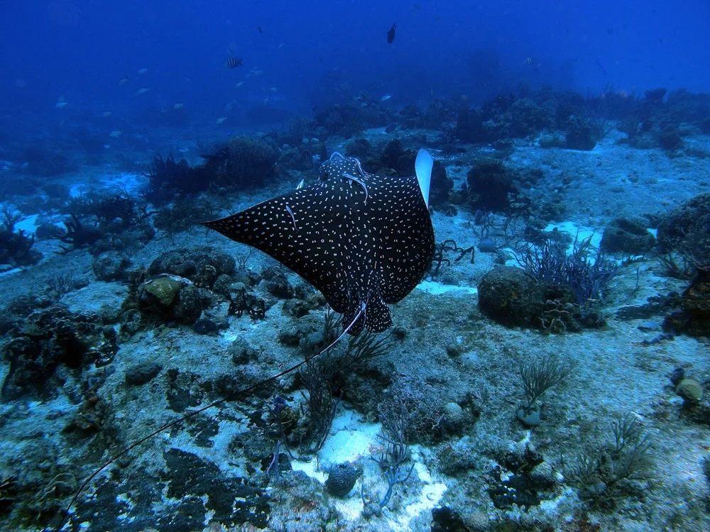 A Spotted Eagle Ray is swimming close to the reef.