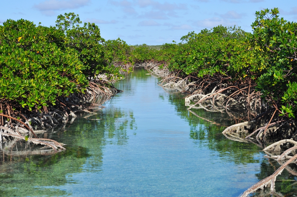 Clear water leading a path through the mangroves of Shroud Cay.
