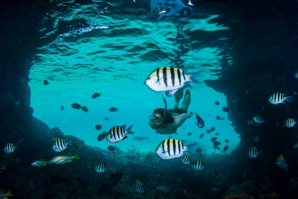 A person snorkelling in Thunderball Grotto with sergeant major fish in the foreground.