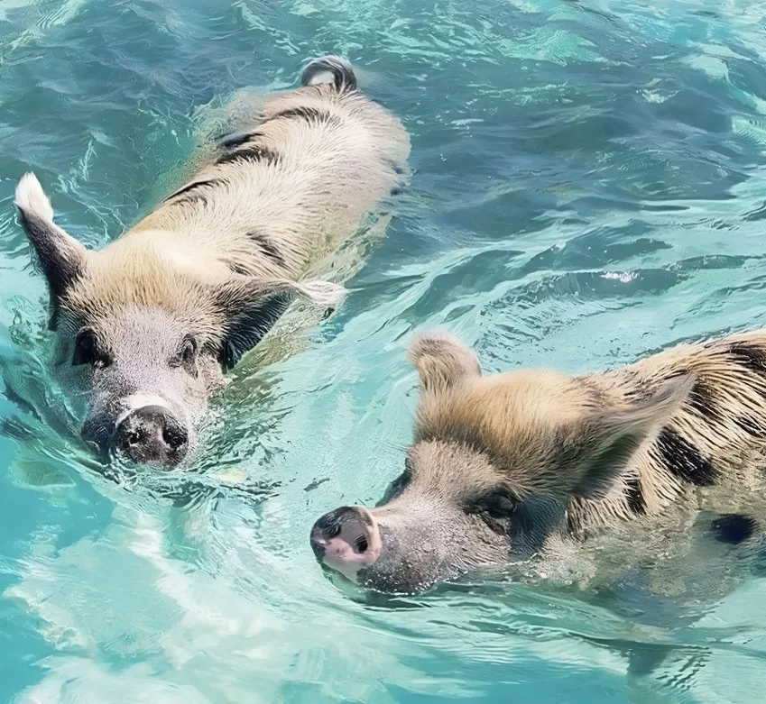 Two pigs swimming in clear blue water.
