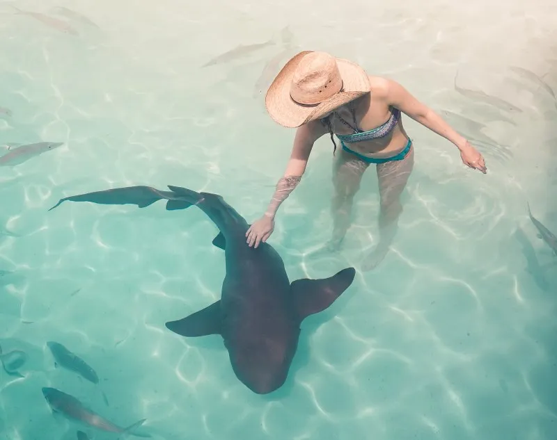 A woman in a swimming costume and brimmed hat petting a nurse shark swimming in shallow waters.