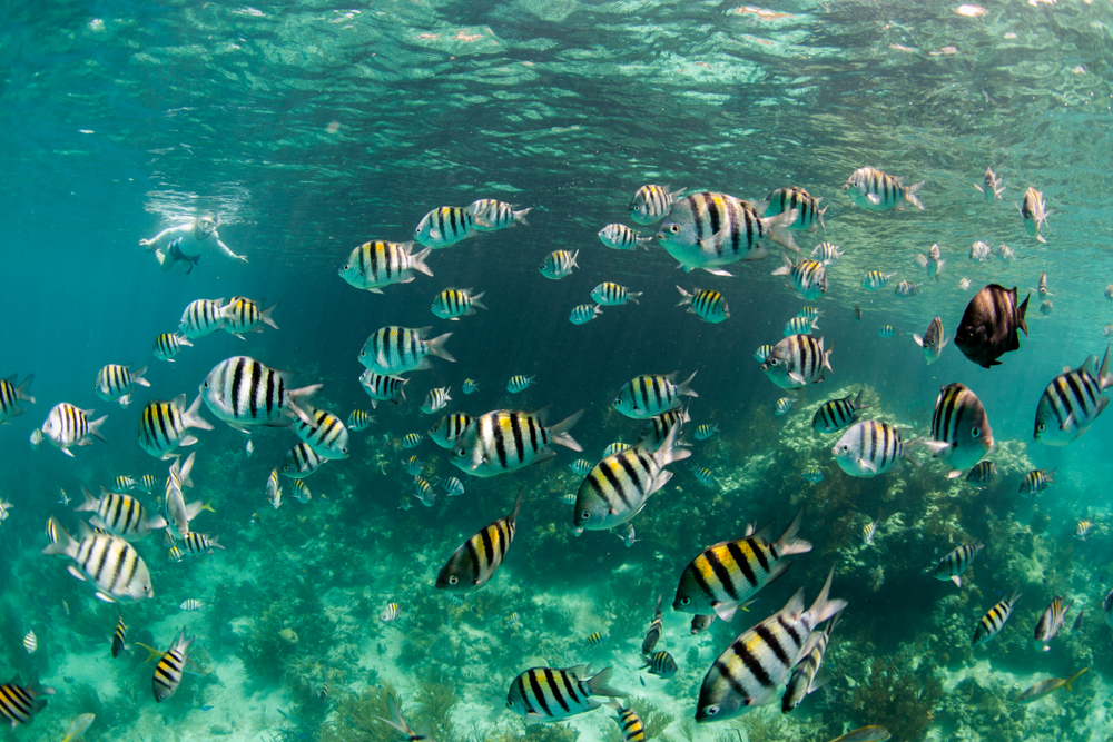 A man snorkelling in the distance with a lot of sergeant major fish swimming in clear blue water.